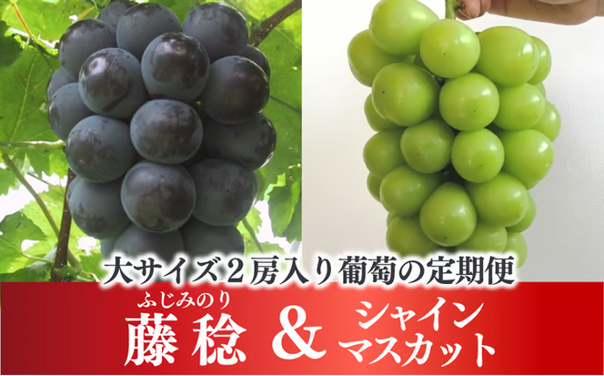 【2026年先行予約】大粒ぶどうの定期便 藤稔とシャインマスカットの大サイズ２房入の２回便(定期便)(岡山県産) 【KF-T049-02】