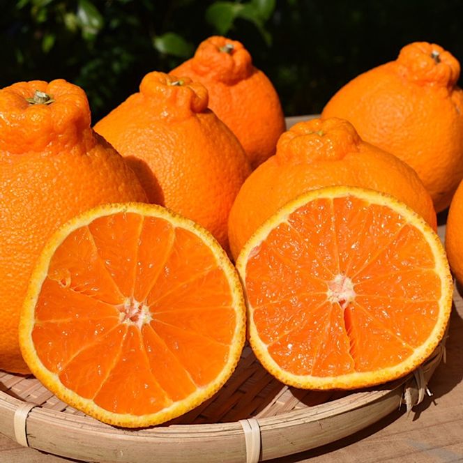 和歌山産　不知火 約3kg【家庭用】 ※2026年2月上旬～4月下旬頃より順次発送予定