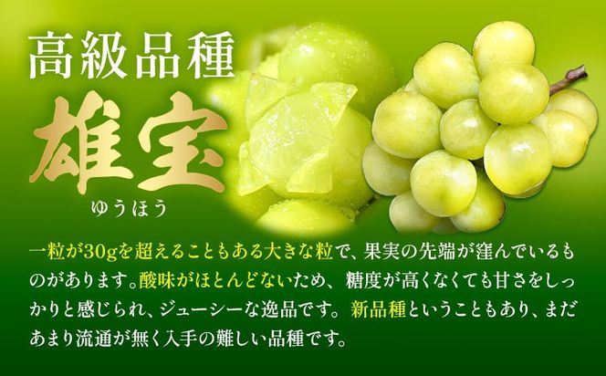 ぶどう 雄宝 1房 2房 贈答用もあり 大粒 種なし 皮ごと フルーツ 果物 ギフト 国産 季節限定 茨城県 結城市 《8月下旬-9月下旬頃出荷予定》 會澤ぶどう・キウイフルーツ園 【配送不可地域あり】(離島)---yuki_aizw_17_1p---