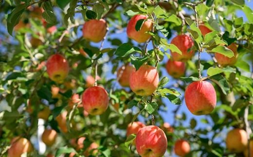 シナノドルチェ 約3kg 6～12玉 ［ おぶせファーマーズ ］ 数量限定 期間限定 果物類 林檎 りんご リンゴ フルーツ 長野県産 信州産 令和7年産 【2025年9月中旬発送】 ［FH-85］