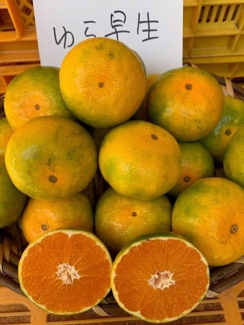 ゆら早生みかん 赤秀品 Мサイズ 5kg CC24