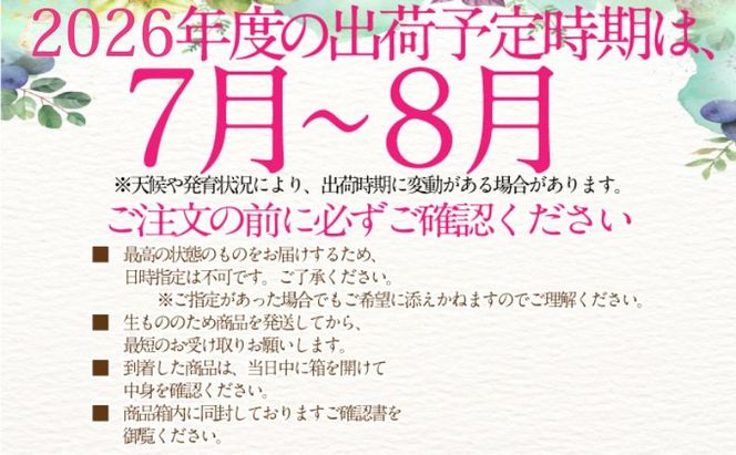 2026年予約受付中 シャインマスカット 晴王 7月～8月出荷 2房 約1.2kg  人気 岡山県産 種無し 皮ごと食べる みずみずしい  フレッシュ 晴れの国 おかやま 果物大国 ハレノフルーツ