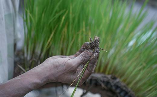 循環農法・自然栽培【令和6年産】幻の米「初霜（はつしも）」 白米（5kg）※肥料・農薬・除草剤不使用 お米 米 国産米 ギフト 贈り物 グルメ 食品 国産 復興 震災 コロナ 能登半島地震復興支援 北陸新幹線 F6P-2319