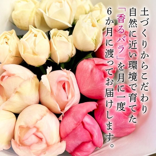 【6ヶ月定期便】 バラ 花束 ブーケ 朝摘み 3種類 薔薇 花 ばら パフューム ローズ 生花 ギフト プレゼント 祝い 定期便 母の日 卒業式 贈り物 贈答 記念日 香り 静岡県 藤枝市