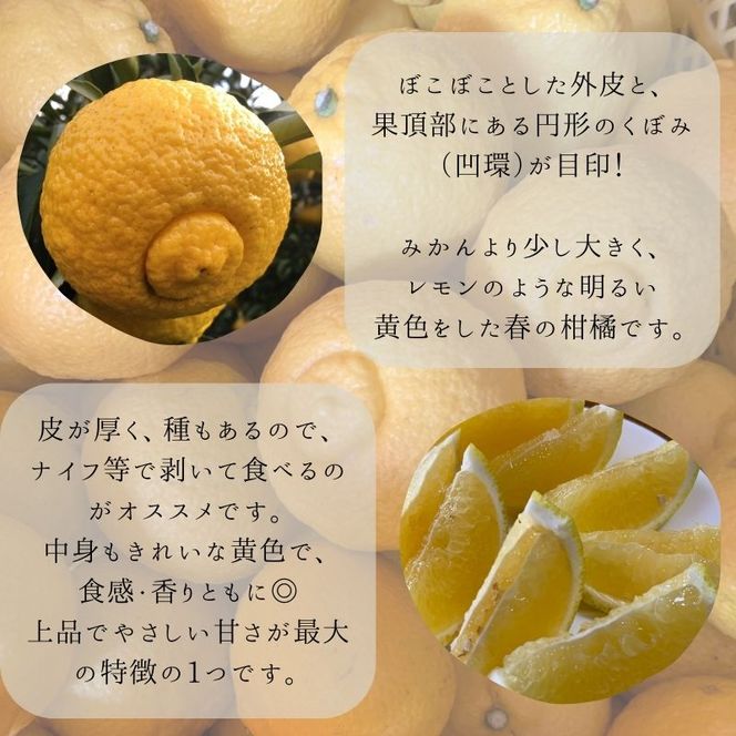 【540.】はるか（A540-1）