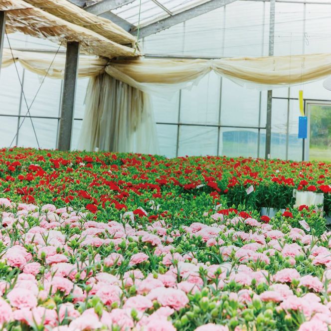 色とりどりのカーネーション （5号鉢） 3色セット 母の日 花 プレゼント (KAQ-1)