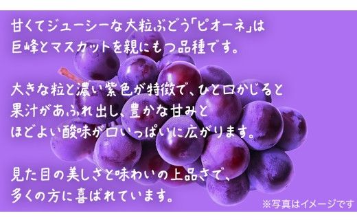 【 訳あり 】 ピオーネ 3kg 【2026年9月発送開始】(茨城県共通返礼品：大子町) ブドウ ぶどう 葡萄 ピオーネ 果物 フルーツ 果実 ワケあり ご自宅用 ご家庭用 自分用