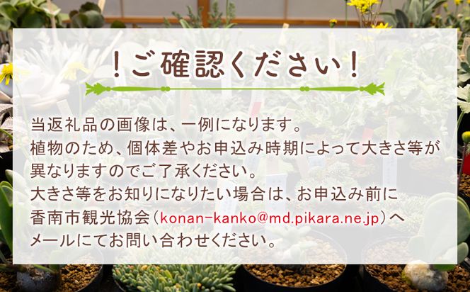 塊根植物 クルビアンドラム ペラルゴニウム - 植物 インテリア ナチュラル 自然 グリーン 観葉植物 おしゃれ 癒し かわいい ふわふわ 多肉植物 サキュレントフィールド Succulent field 高知県 香南市 常温 cc-0017