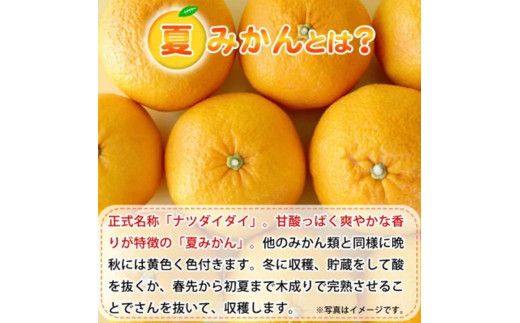【先行予約】 夏みかん 7.2kg / 柑橘 果物 甘い みかん 有田 和歌山 ※2027年4月中旬頃〜4月下旬頃順次発送（お届け日指定不可） ※離島への配送不可　【uot775】