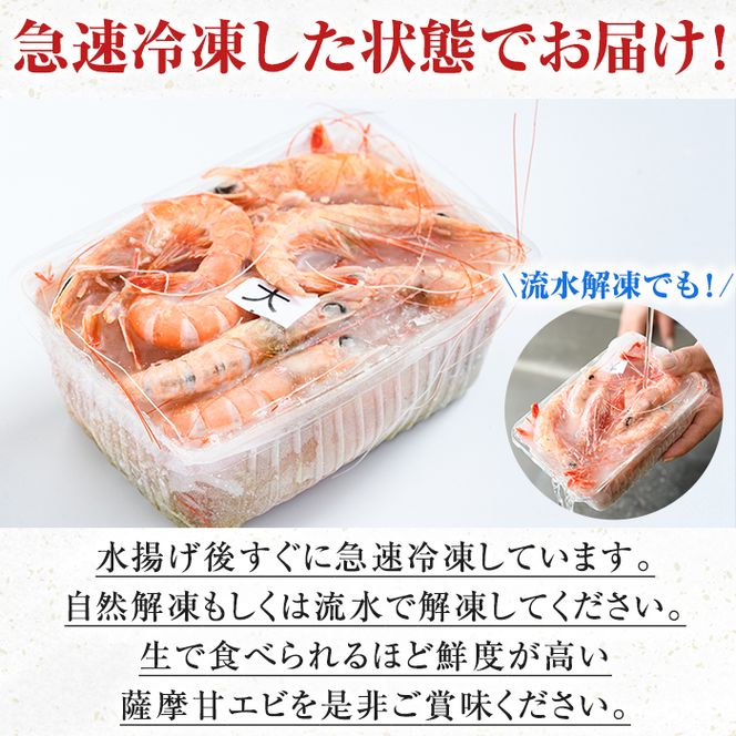 数量限定！鹿児島県阿久根産 薩摩甘エビ(約1kg・40～70尾) 国産 阿久根市産 えび 海老 急速冷凍 冷凍配送 魚貝類 魚介類 海産物 【濱崎魚類】akn023-05