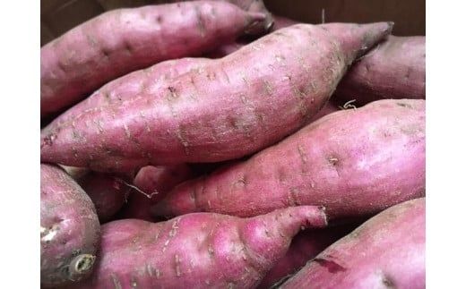 2025年度産 濃厚な甘みさつまいも 紅はるか10kg【茨城県共通返礼品/行方市】【さつまいも サツマイモ 芋 お芋 甘い ねっとり 美味しい 大量 茨城県 北茨城市 】(AK202)