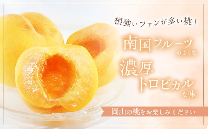 桃 2026年 先行予約 晩生の旬の 黄桃 約1.8kg 5～7玉 進物用 もも フルーツ 果物 岡山 赤磐市産 農マル園芸あかいわ農園