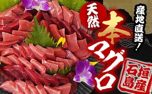 【先行予約】YE-01 石垣島産 天然本マグロ600g（まぐろ赤身・中トロ・大トロのミックスセット ）ヤエスイ マグロ船直送【2025年6月下旬より順次発送】【 産地直送 大トロ 大とろ 中トロ 中とろ 国産 まぐろ 鮪 天然 赤身 魚 お刺身 本まぐろ マグロ 沖縄県 沖縄 琉球 八重山 八重山諸島 石垣島 石垣 石垣島産 】