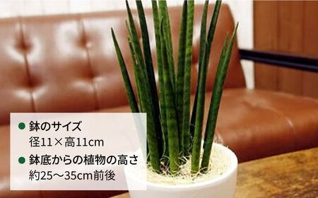 マイナスイオン発生植物 『サンスベリア・バキュラリス』 糸島市 / cocoha 観葉植物 グリーン インテリア [AWB036]