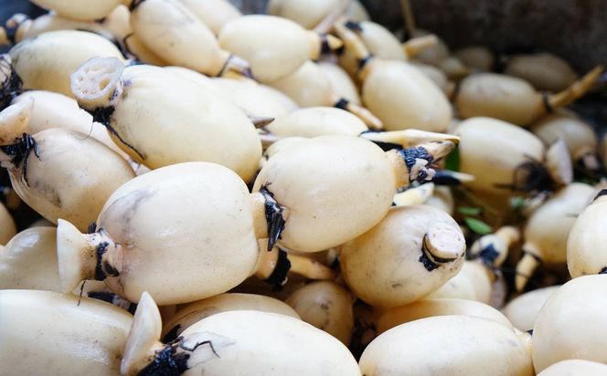鈴木農園の新物れんこん ご家庭用・使い勝手よし 2kg 炒め物、サラダ、付け合わせに
