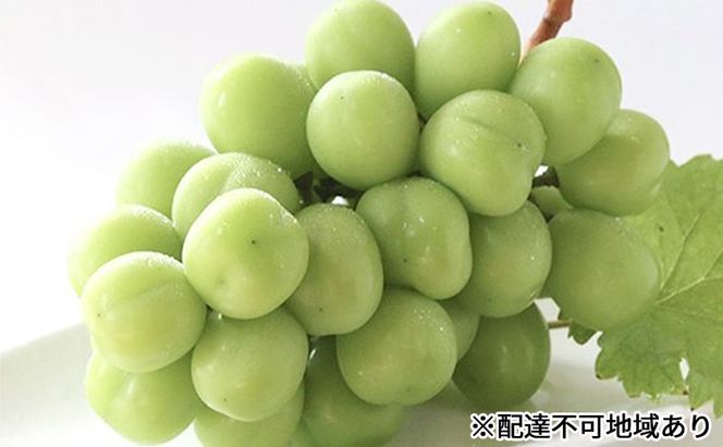 ぶどう 早期受付 シャイン マスカット 2房（1房500g以上） ブドウ 葡萄 岡山県産 国産 フルーツ 果物 ギフト 桃茂実苑 果物類 