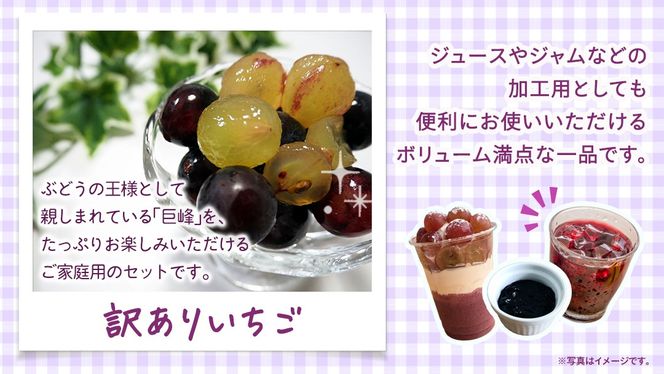 ＜ 訳あり ＞ 巨峰 4パック(約2kg)【2026年9月より発送開始】（茨城県共通返礼品 [ぶどう]：結城市産） ぶどう ご家庭用 お得 フルーツ 果物 加工用