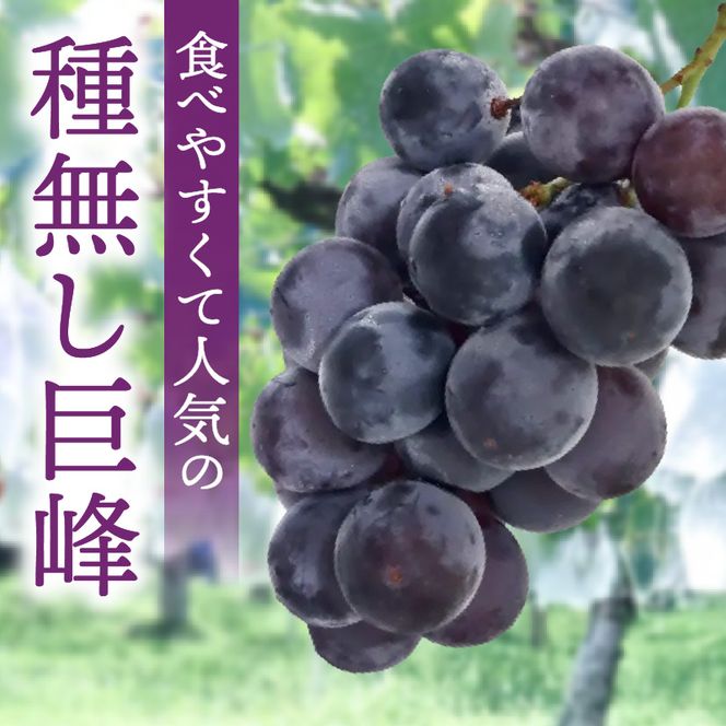 種無し巨峰 約3kg（約6～8房） 2026年 先行予約 種なしぶどう ［098O03］