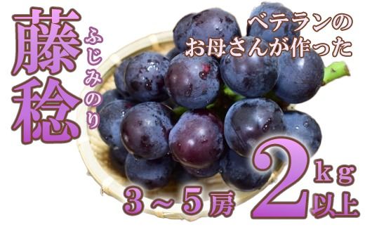 藤稔 ２ｋｇ以上（３～５房）　ふじみのり 葡萄 ブドウ ぶどう 果物 くだもの 山梨 やまなし フルーツ 富士川町