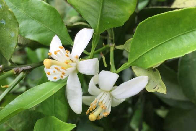 【愛媛県産】田縁農園の無添加100% みかんジュース（720ml×3本） ストレート果汁100％ IKTA008