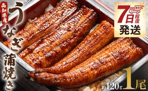 うなぎ蒲焼き 1尾(約120g)(無頭) 鰻 ウナギ スタミナ 晩ご飯 おつまみ 丼ぶり 魚 ギフト お取り寄せグルメ 海の幸 うなぎ屋きた本 高知県 un-0013