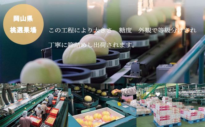 桃 2026年 先行予約 岡山 白桃 ロイヤル 8～16玉 4.0kg 岡山県産 JAおかやまのもも モモ 岡山県産 国産 フルーツ 果物 ギフト 