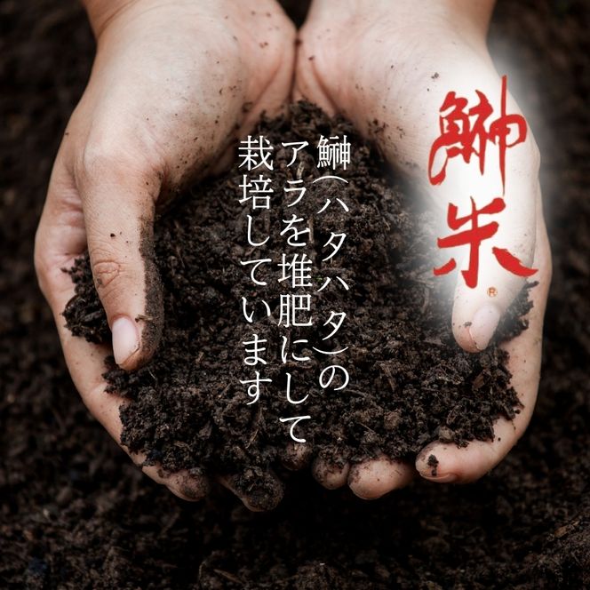 令和7年産11月から発送 特別栽培米 鰰米 コシヒカリ にかほ 精米 10kg