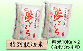 【令和7年産】特別栽培米 20kg【白米、7分ツキ】（夢ごこち）