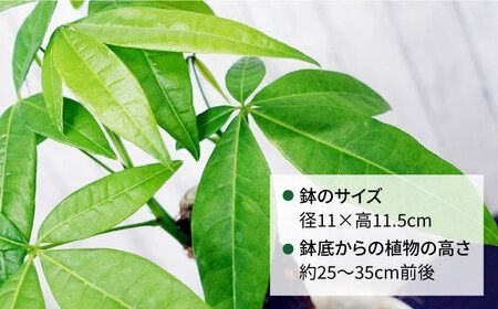 発財樹『 パキラ 』 money tree 糸島市 / cocoha 観葉植物 グリーン インテリア [AWB026] 発財樹 パキラ money tree 観葉植物 ギフト 植物 グリーン 鉢 室内