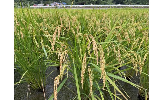 栽培期間中　農薬・化学肥料不使用で育てたお米/ハツシモ/米/玄米/毎月5キロ/定期便/６か月連続発送/計30キロ