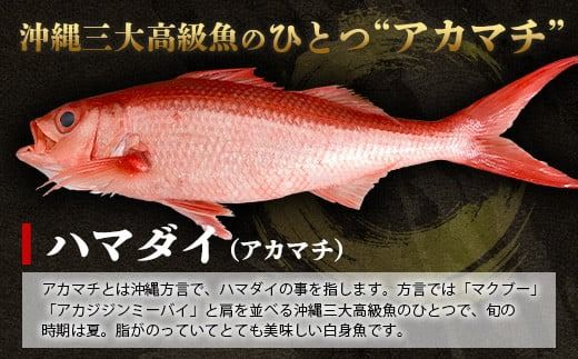 【予約受付】【3月以降順次発送】高級ブランド魚 尖閣赤マチ 2～3尾 合計約5kg 下処理済 【沖縄三大高級魚】尖閣諸島 刺身 焼魚 煮物 鮮魚 冷凍 ムニエル 天然 洋食 和食 白身魚 高級魚 GK-1