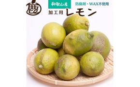 ＜9月より発送＞加工用 黒潮レモン6.5kg+195g（傷み補償分）【和歌山有田産】【防腐剤・WAX不使用、安心の国産レモン】【わけあり・訳ありレモン】 ※2024年9月上旬頃〜2025年4月下旬頃に順次発送【ikd181】