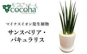 マイナスイオン発生植物 『サンスベリア・バキュラリス』 糸島市 / cocoha 観葉植物 グリーン インテリア [AWB036]