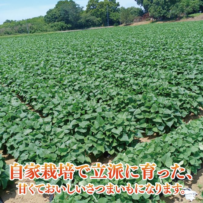 【2025年9月より順次発送】さつまいも(紅はるか) 約5kg｜さつまいも 芋 サツマイモ 紅はるか 先行予約 茨城県 行方市(HP-1)