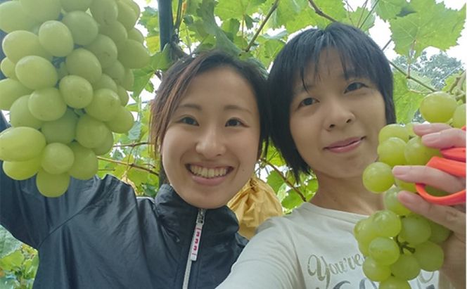 シャインマスカット 2kg 3房～5房 葡萄 フルーツ 岡山 高梁市産 ぜきお農園 ぶどうclub 2026年 先行予約