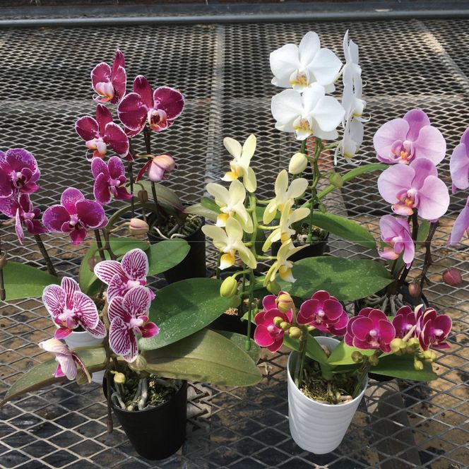 おまかせミニ胡蝶蘭（単鉢・7輪以上）4鉢セット【お花 花 コチョウラン 胡蝶蘭 蘭 贈り物 プレゼント 誕生日 お祝い 誕生日 母の日 父の日 敬老の日 鹿嶋市 茨城県】（KAR-7）