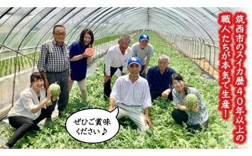 こだますいか 「 愛娘 」 1玉 2026年産 先行予約 筑西ブランド こだまスイカ 小玉スイカ すいか スイカ フルーツ 果物 [AF078ci]