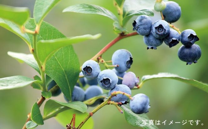 【6袋入 180日分】ネムレナイト 糸島市 / 株式会社ピュール[AZA235] サプリ サプリメント 健康 機能性表示食品