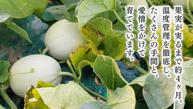 プリンスメロン ( 7～8玉 入り) 1箱 約 5kg フルーツ 果物 くだもの お取り寄せ 茨城県産 産直 直送 【 先行予約 5月下旬 以降発送 】【 令和7年産 】【 農家直送 】【 昭和の大衆メロン 】 [AX020ya]