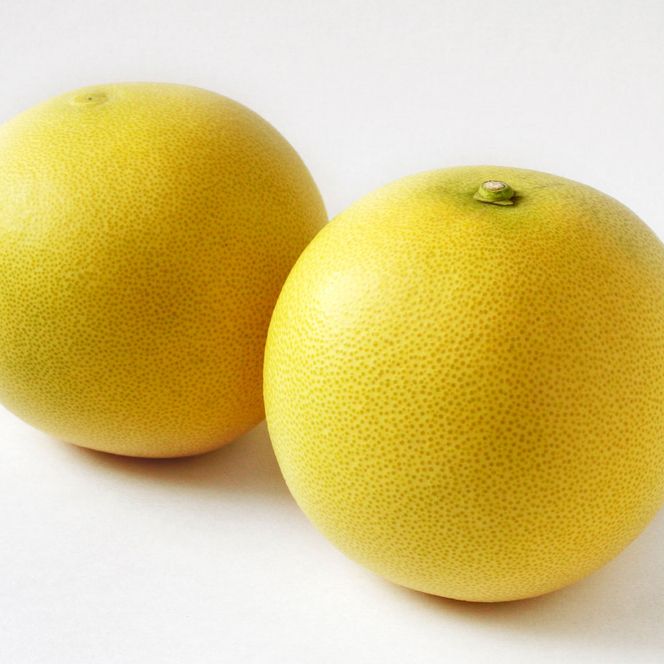 ＜2026年1月下旬より順次発送＞嬉龍の土佐文旦　贈答用　2～3Ｌサイズ　約5kg　減農薬