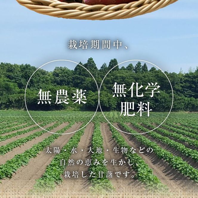 さつまいも 紅はるか 5kg　N063-YA3385