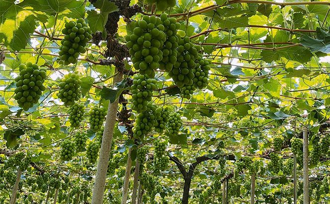 ぶどう 2026年 先行予約 農家こだわりの シャイン マスカット ＆ ニュー ピオーネ 2房 合計約1.0kg 贈答クラス 葡萄 岡山県産 国産 フルーツ 果物 ギフト 【 Nini farm 農家 直送 】 