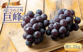 ぶどうの王様 農家直送 朝採り 巨峰 約1.2kg［2026年・先行予約］  AO038