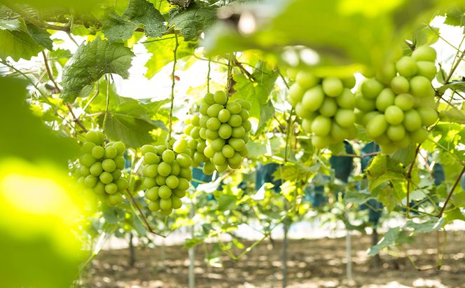 【2026年先行予約】 ぶどう 岡山県産 シャインマスカット 1kg箱（2～3房） 《2026年10月中旬-11月下旬頃出荷》 葡萄 ブドウフルーツ 果物 スイーツ 数量限定 期間限定 岡山 里庄町 ブドウ ぶどう