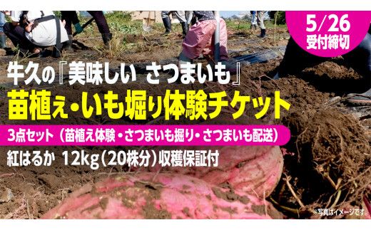 牛久 の『美味しい さつまいも』苗植え・収穫体験付【 苗植え体験 ・ さつまいも掘り ・ 配送付 】3点セット の 体験チケット ( 紅はるか 12kg収穫保証付 ) 体験 収穫 野菜 やさい 芋堀 いもほり 紅はるか