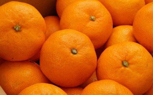 [秀品]和歌山有田みかん　5kg(SサイズまたはMサイズのいずれか) ※2026年11月中旬～2027年1月中旬頃順次発送予定【tec833B】
