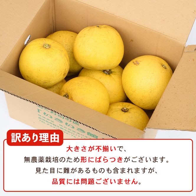 ＜先行予約受付中！2026年12月以降順次発送予定＞訳あり！数量限定！阿久根産ぼんたん(計8kg・6～7玉) 国産 ボンタン 柑橘 果物 期間限定 文旦 訳アリ 不揃い【あくね旬の店いきいき館】akn015-13