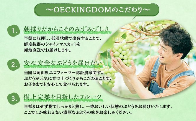ぶどう 2026年 先行予約 ［ご家庭用］ シャイン マスカット3～5房（合計2kg以上） ブドウ 葡萄  岡山県産 国産 フルーツ 果物 OEC KINGDOM ぶどう家 果物類 