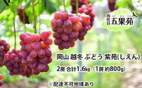 越冬 ぶどう 紫苑 （しえん）2房 合計1.6kg（1房 約800g） 岡山県産 四代目 五果苑 果物 フルーツ 樹上完熟 平均糖度20度 風味豊か 減農薬 果汁たっぷり 