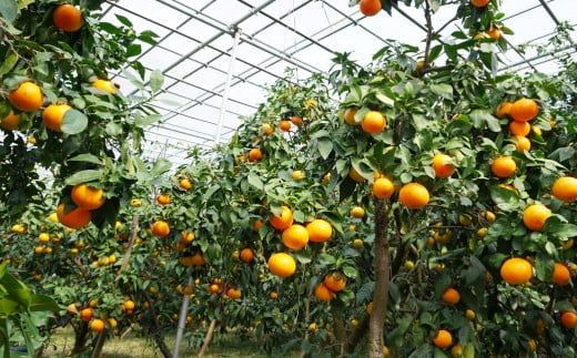 贈答用 愛南 まどんな 約 3kg 【 赤秀品 】 みかん 20000円 愛果28号 紅まどんな と 同品種 あいか アイカ 高級 人気 ブランド 柑橘 果物 フルーツ ハウス栽培 施設栽培 ギフト プレゼント 数量限定 期間限定 産地直送 国産 農家直送 特産品 お取り寄せ mikan 蜜柑 ミカン マドンナ スマイルカット 甘い おいしい ゼリー ぷるぷる 果樹園みどり 愛南町 愛媛県